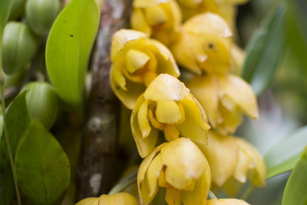 Bosque De Paz Reserva Biologica Toro Amarillo المظهر الخارجي الصورة
