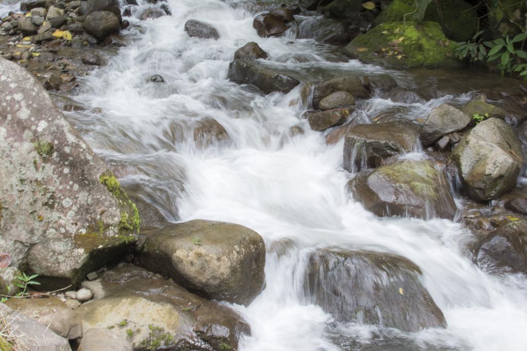 Bosque De Paz Reserva Biologica Toro Amarillo المظهر الخارجي الصورة