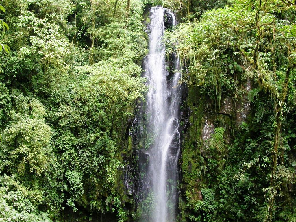 Bosque De Paz Reserva Biologica Toro Amarillo المظهر الخارجي الصورة