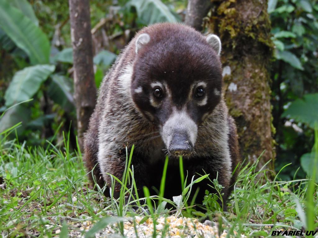 Bosque De Paz Reserva Biologica Toro Amarillo المظهر الخارجي الصورة
