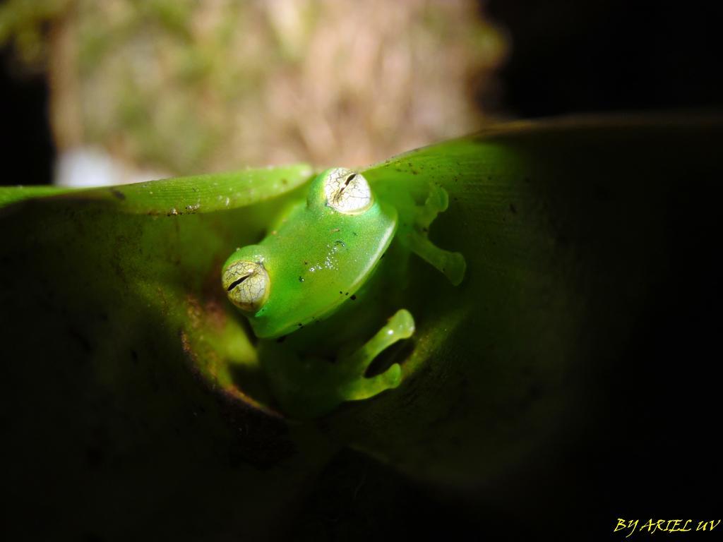 Bosque De Paz Reserva Biologica Toro Amarillo المظهر الخارجي الصورة