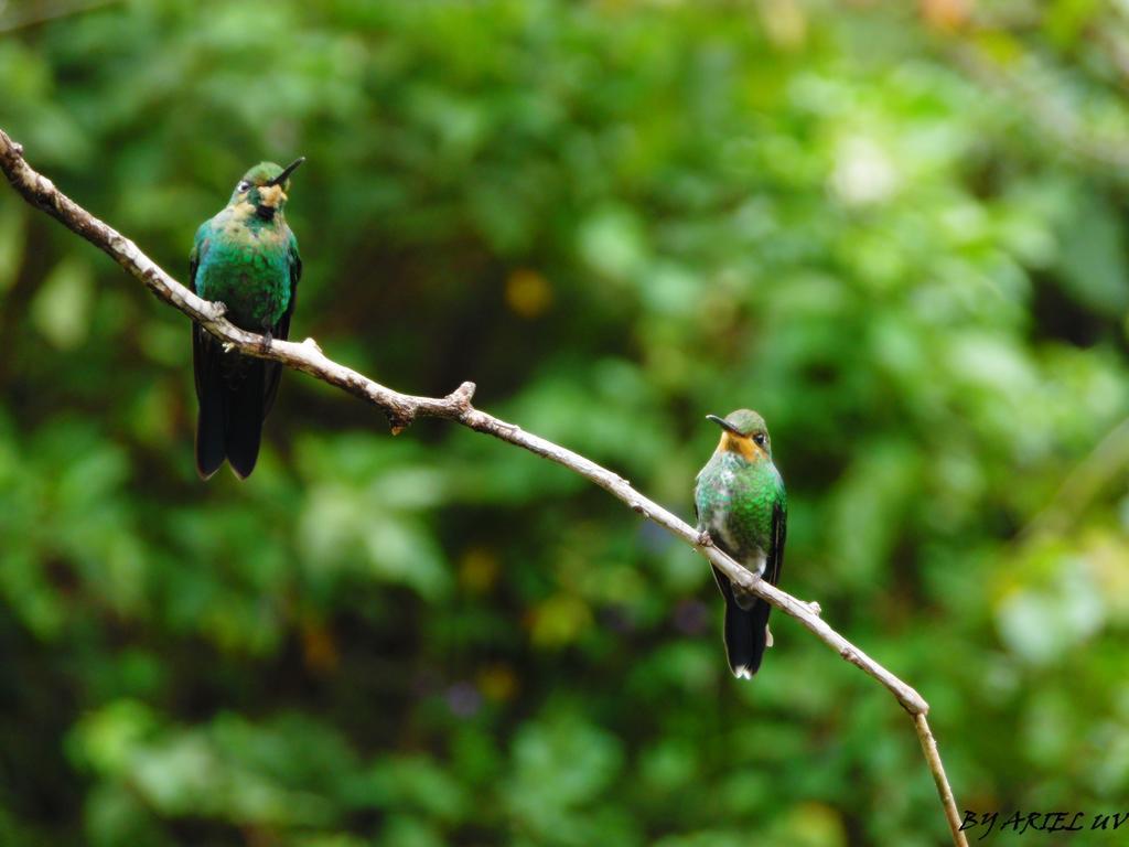 Bosque De Paz Reserva Biologica Toro Amarillo المظهر الخارجي الصورة